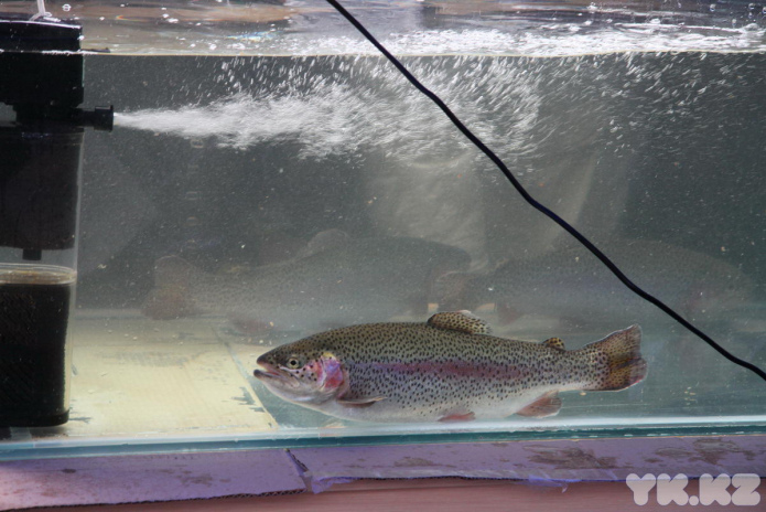 Эх, хвост, чешуя (+фото)